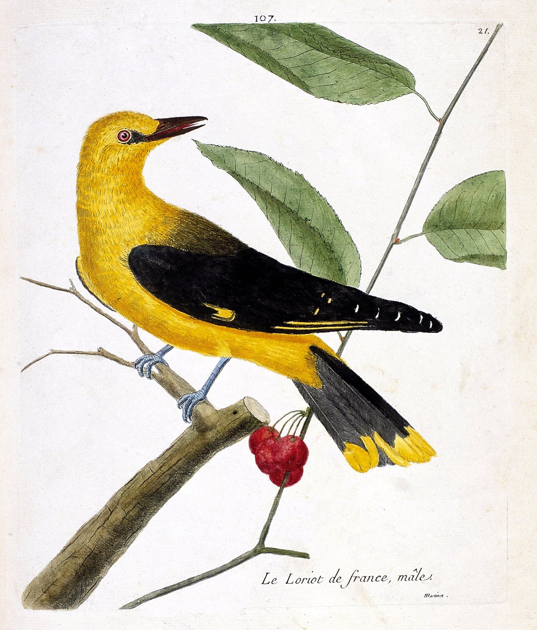 Carta zoológica (ornitologia): o loriot francês macho (loriot europeu ou oriolus oriolus) sobre um ramo. Ilustração em "A história das aves, pintadas nos seus aspectos aparentes e sensíveis" por François Nicolas Martinet (1731-1800). Colecção privada de Francois Nicolas Martinet