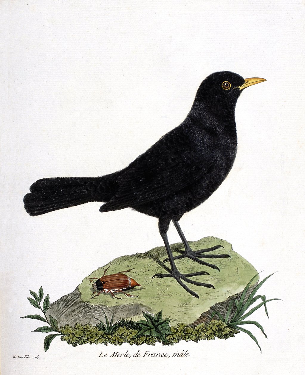 Carta zoológica (ornitologia): o melro macho (blackbird ou turdus merula). Ilustração em "The History of the Birds, Painted in Their Appearing and Sensitive Aspects" de François Nicolas Martinet (1731-1800). Coleção particular. de Francois Nicolas Martinet