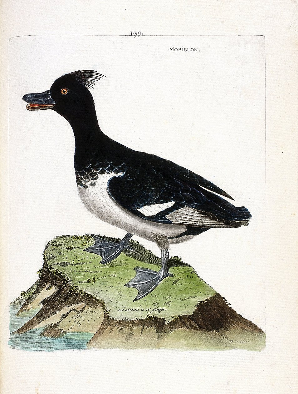 Carta zoológica (ornitologia): o morillon (Scaup morillon ou Aythia fuligula). Ilustração em "A história das aves, pintadas nos seus aspectos aparentes e sensíveis" de François Nicolas Martinet (1731-1800). Coleção particular. de Francois Nicolas Martinet