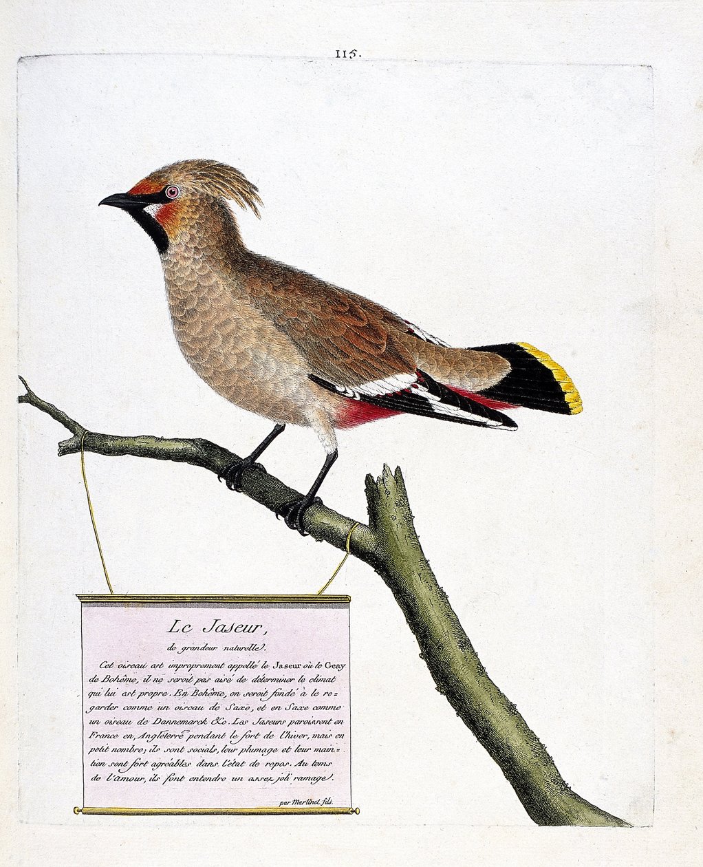 Carta zoológica (ornitologia): o jaspe de tamanho natural ou jaspe boreal (bombycilla garrulus) sobre um ramo. Ilustração em "A História das Aves, Pintadas nos seus Aspectos Aparentes e Sensíveis" de François Nicolas Martinet (1731-1800). Colisão privada de Francois Nicolas Martinet