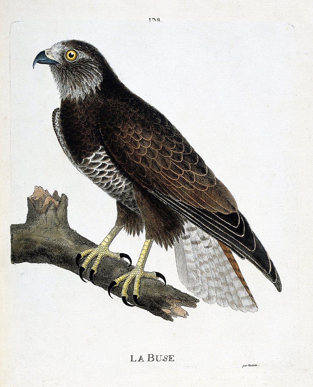 Gráfico zoológico (ornitologia): o bico (bico variável ou buteo buteo) sobre um ramo. Ilustração em "A história das aves, pintadas em seus aspectos aparentes e sensíveis" por François Nicolas Martinet (1731-1800). Coleção particular. de Francois Nicolas Martinet