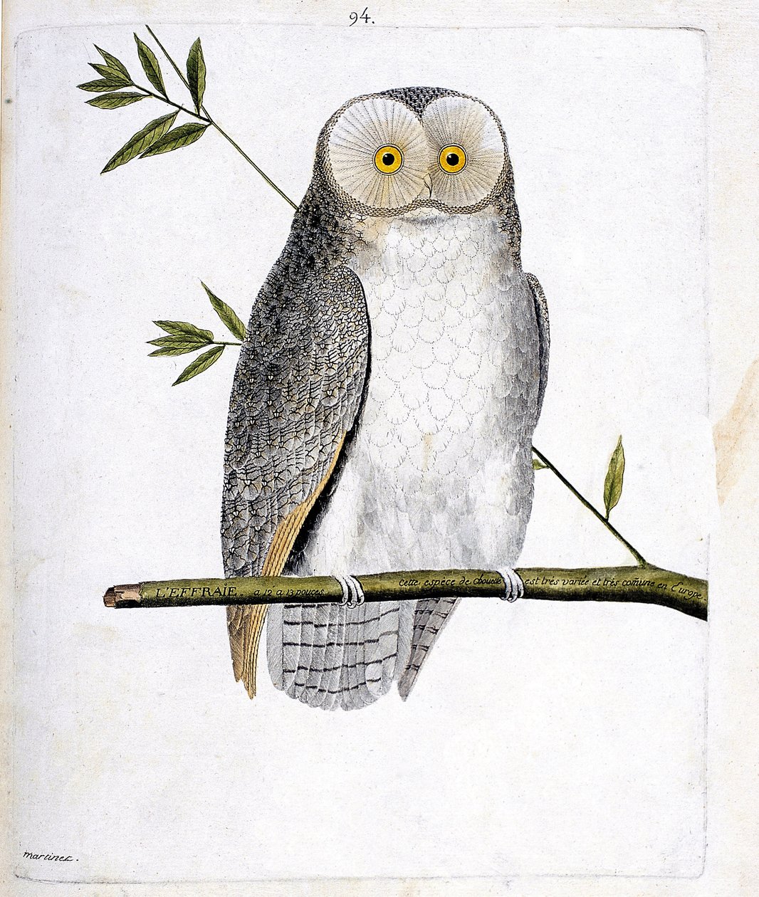 Carta zoológica (ornitologia): a coruja (Coruja do celeiro ou Tyto Alba) sobre um ramo. Ilustração em "A História das Aves, Pintada nos seus Aspectos Aparentes e Sensíveis" de François Nicolas Martinet (1731-1800). Coleção particular. de Francois Nicolas Martinet