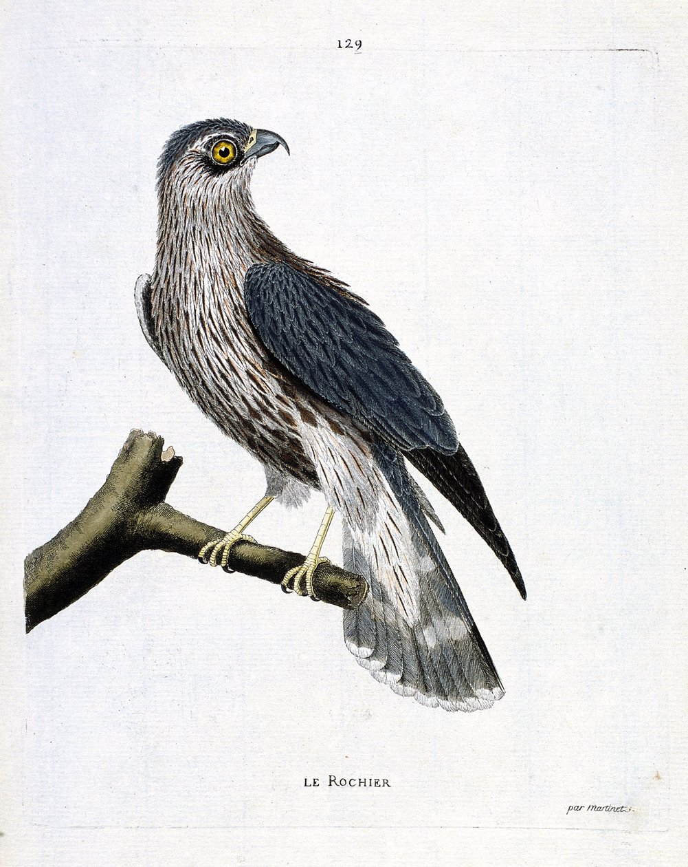 Carta zoológica (ornitologia): a rocha (emerilhão falcão ou falco colombarius) sobre um ramo. Ilustração em "A História das Aves, Pintada nos seus Aspectos Aparentes e Sensíveis" de François Nicolas Martinet (1731-1800). Colecção privada. de Francois Nicolas Martinet