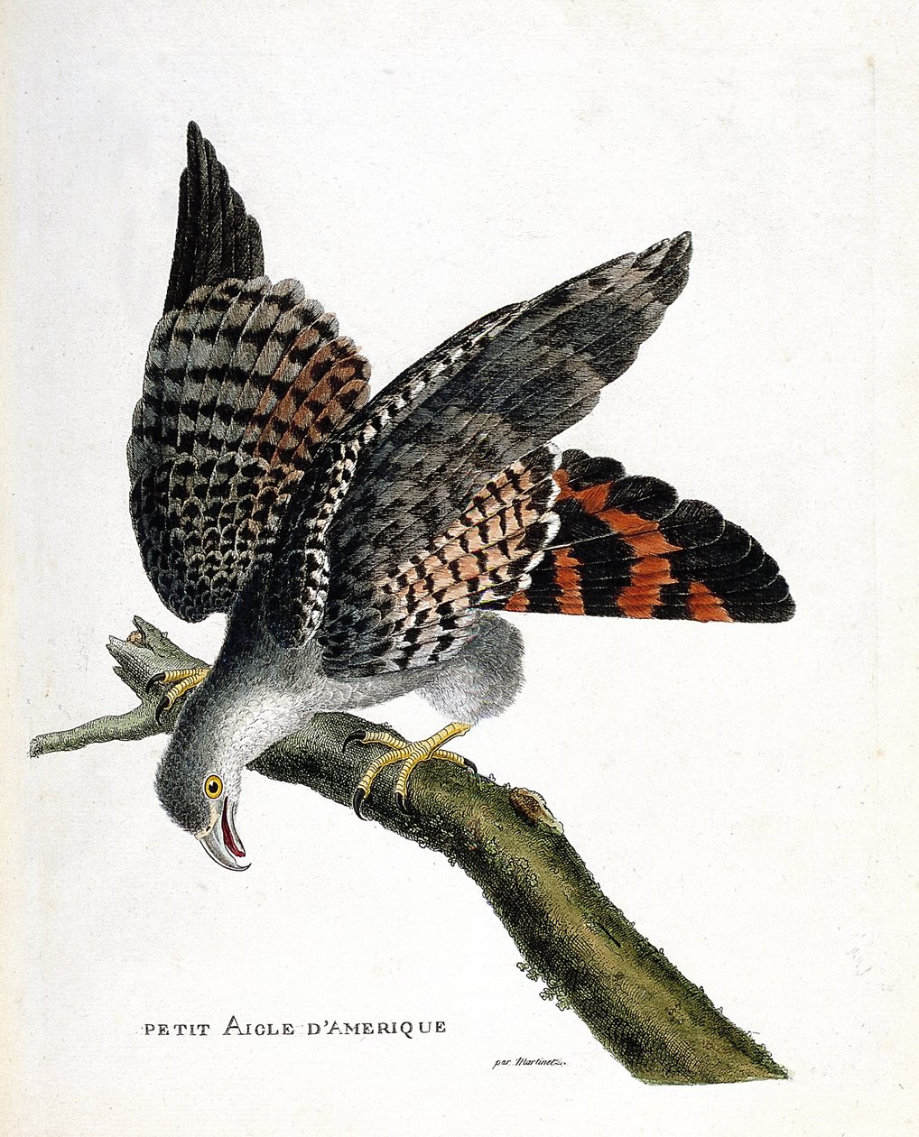 Carta zoológica (ornitologia): a pequena águia americana (buffon busard ou buffoni de circo) sobre um ramo. Ilustração em "A história das aves, pintadas nos seus aspectos aparentes e sensíveis" por François Nicolas Martinet (1731-1800). Coleção particular de Francois Nicolas Martinet
