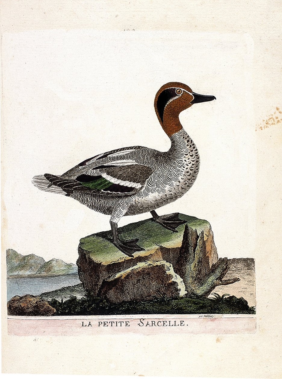 Carta zoológica (ornitologia): o pequeno marreco (teal de inverno ou anas crecca). Ilustração em "A história das aves, pintadas nos seus aspectos aparentes e sensíveis" de François Nicolas Martinet (1731-1800). Coleção particular. de Francois Nicolas Martinet