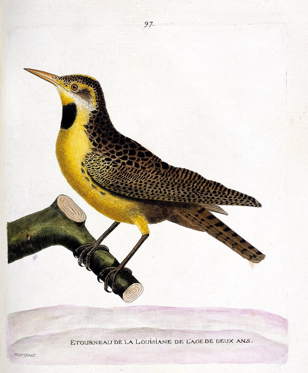 Carta zoológica (ornitologia): o estorninho de lousiana (pretsturnella ou sturnella magna) sobre um ramo. Ilustração em "A história das aves, pintadas nos seus aspectos aparentes e sensíveis" de François Nicolas Martinet (1731-1800). Coleção particular de Francois Nicolas Martinet