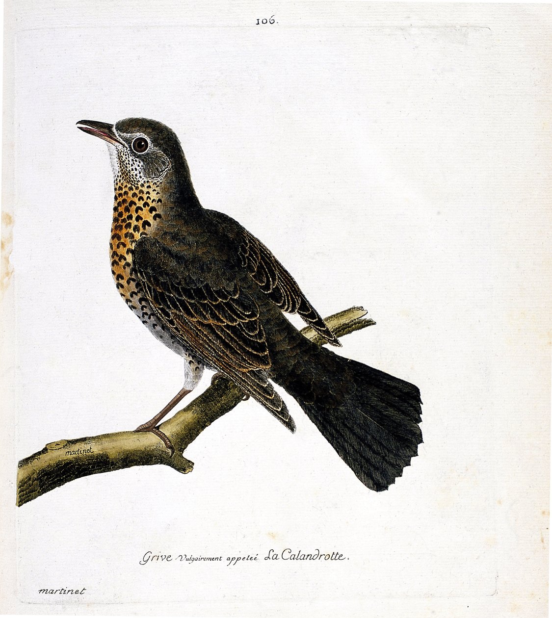 Carta zoológica (ornitologia): o tordo comumente chamado de calandrotte em um ramo. Ilustração em "The History of the Birds, Painted in Their Appearing and Sensitive Aspects" de François Nicolas Martinet (1731-1800). Coleção particular. de Francois Nicolas Martinet