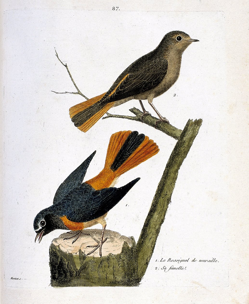 Carta zoológica (ornitologia): o rouxinol de parede sobre uma linhagem de árvore e sua fêmea (rabo vermelho com testa branca ou phoenicurus phoenicurus) sobre o ramo. Ilustração em "The History of the Birds, Painted in Their Appearing and Sensitive Aspects de Francois Nicolas Martinet