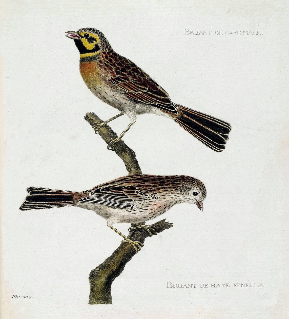 Gráfico zoológico (ornitologia): de cima para baixo: Pardais (zizi ou emberiza cirlus) macho e fêmea em um galho. Ilustração em "A história das aves, pintadas nos seus aspectos aparentes e sensíveis" de François Nicolas Martinet (1731-1800). Privado de Francois Nicolas Martinet