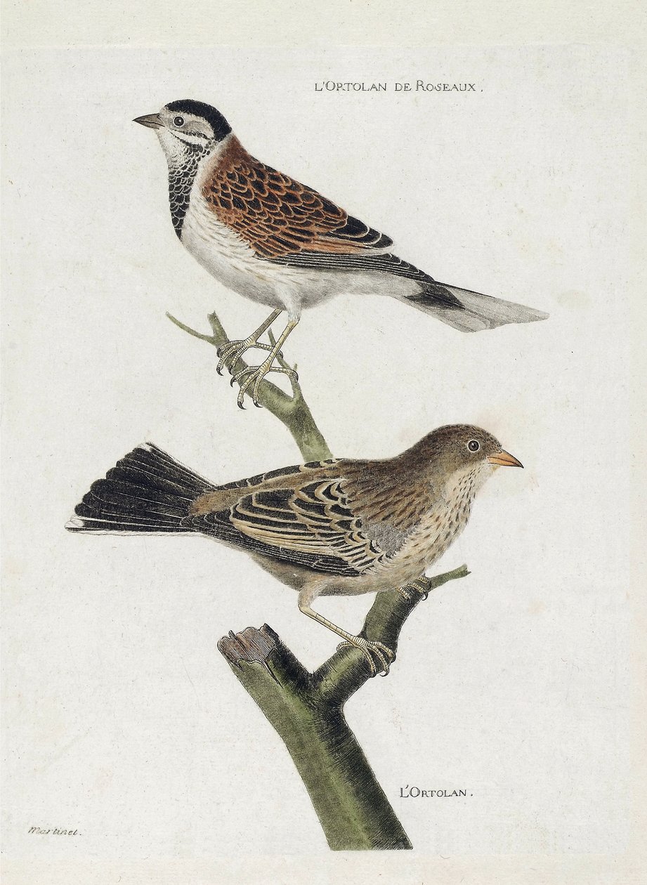 Gráfico zoológico (ornitologia): de cima para baixo: Ortolan de Reed (Reed Sparrow ou Emberiza schoeniclus) e Ortolan (Ortolan Sparrow ou Emberiza hortulana) num ramo. Ilustração em "A História das Aves, Pintadas nos seus Aspectos Aparentes e Sensíveis". de Francois Nicolas Martinet