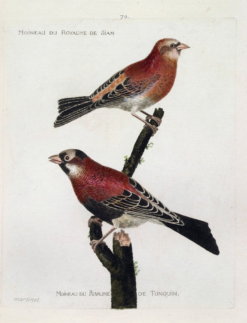 Gráfico zoológico (ornitologia): de cima para baixo: Pardal do reino do Sião (Crimson Roselin ou carpodacus eruthrinus) e pardal do reino de tonquin (tonkin) num ramo. Ilustração em "A História das Aves, Pintadas em seu Aparecimento e S de Francois Nicolas Martinet
