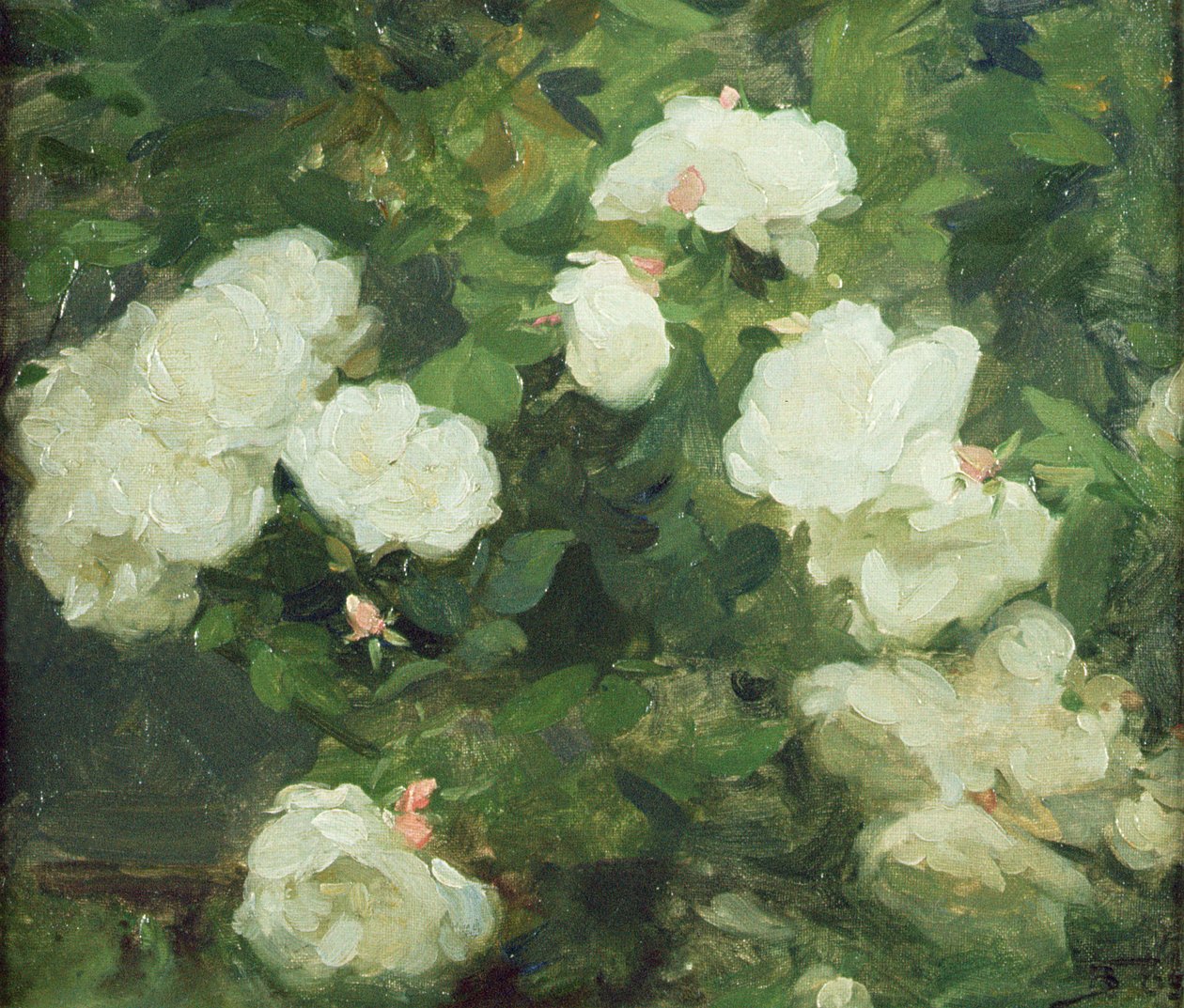 Rosas brancas de Frank Bramley