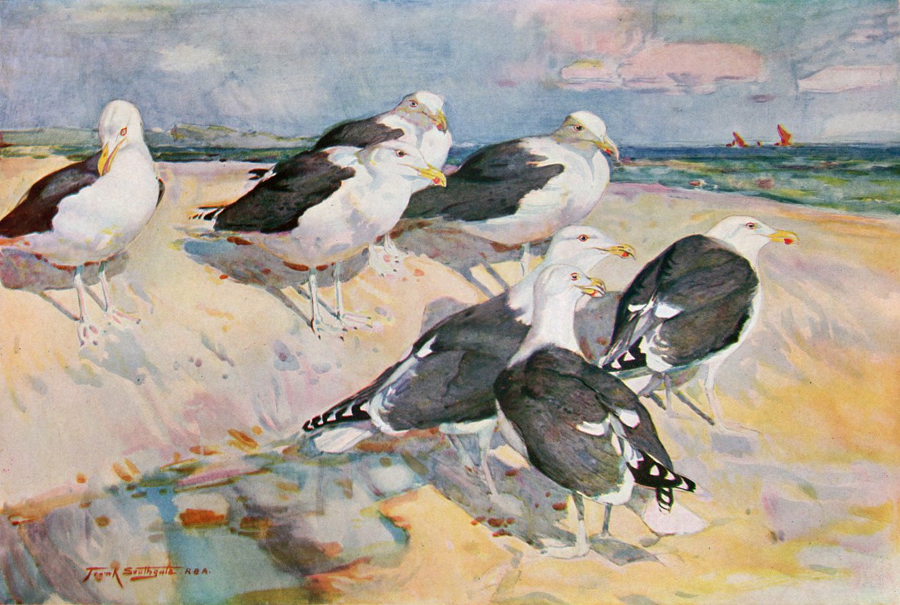 Gaivotas com o dorso negro, ilustração de &39;Wildfowl e Waders&39; de Frank Southgate