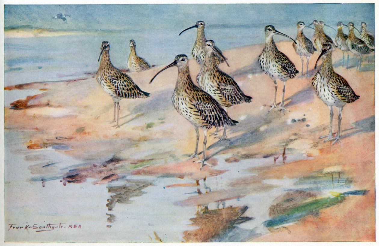 Maçarico em Blakeney Point, ilustração de &39;Wildfowl e Waders&39; de Frank Southgate