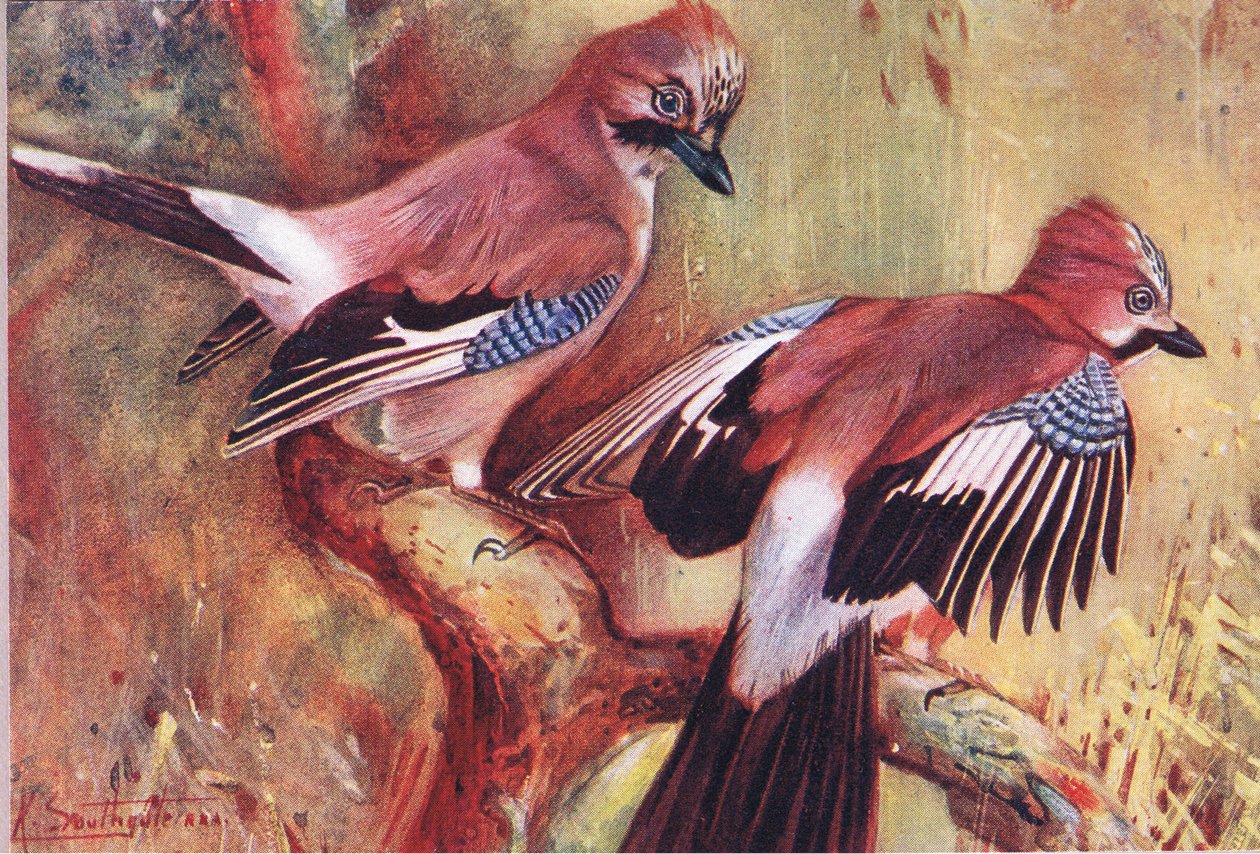 Jays, ilustração de Wild Nature & Country Life publicada por Hodder & Stoughton, c.1910 de Frank Southgate