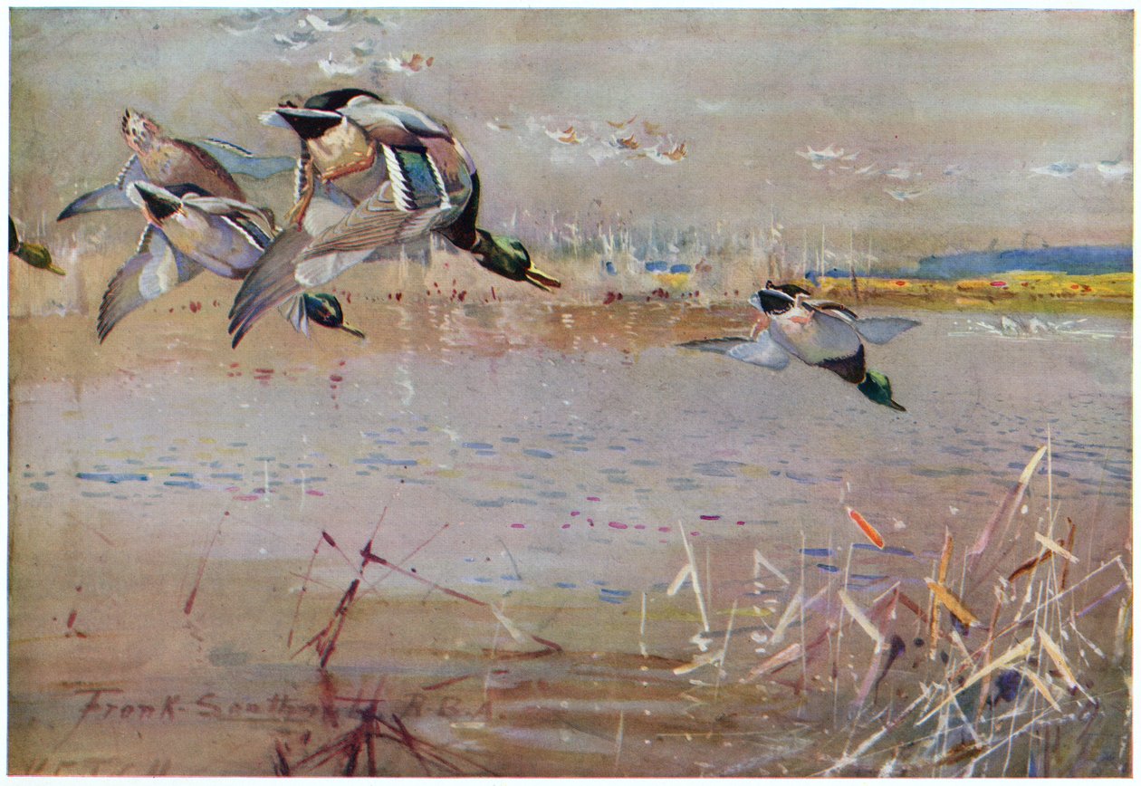 Patos-reais perseguidos por um falcão, ilustração de &39;Wildfowl anf Waders&39; de Frank Southgate