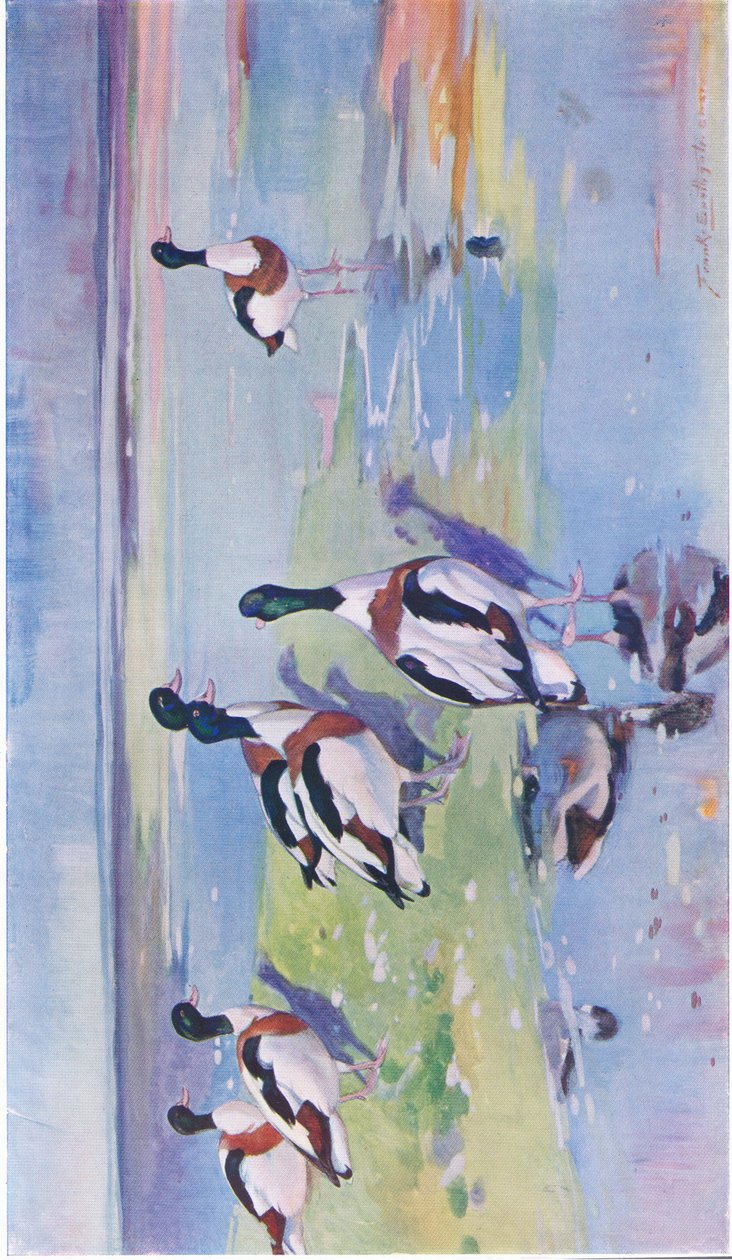 Sheld Ducks em mudflats de Frank Southgate