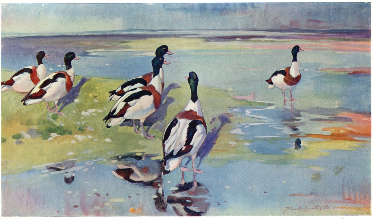 Shelducks no Flats, ilustração de &39;Wildfowl e Waders&39; de Frank Southgate