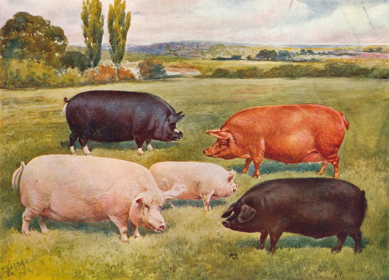Raças de porcos, c1902 c1910 de Frank Babbage