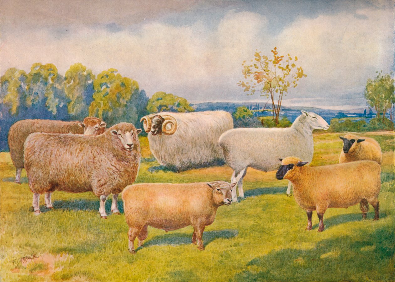 Raças de ovelhas, c1902 c1910 de Frank Babbage