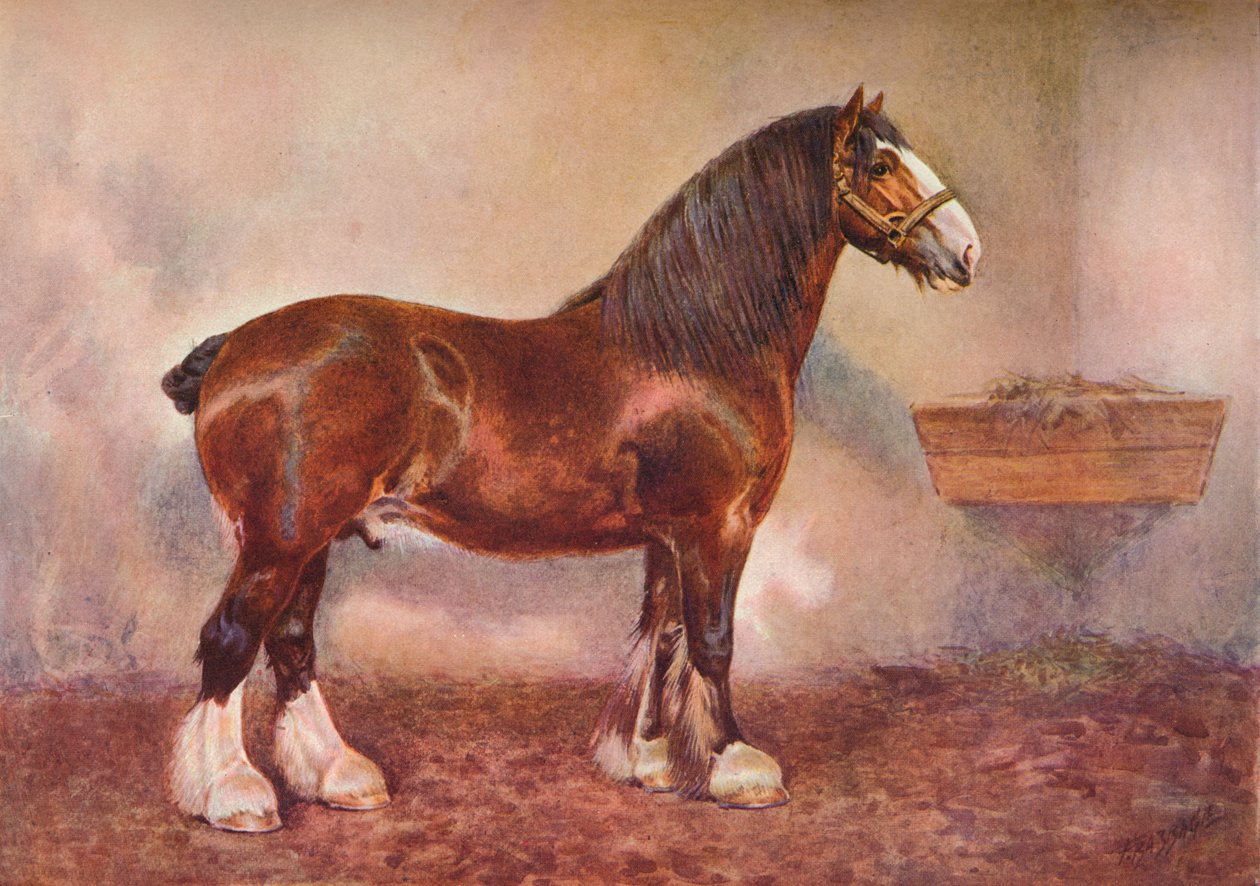 Garanhão Clydesdale Prince of Albion, c1900 c1910 de Frank Babbage