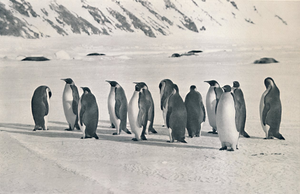 Pinguins-imperador, 1911, 1913 de Frank Debenham