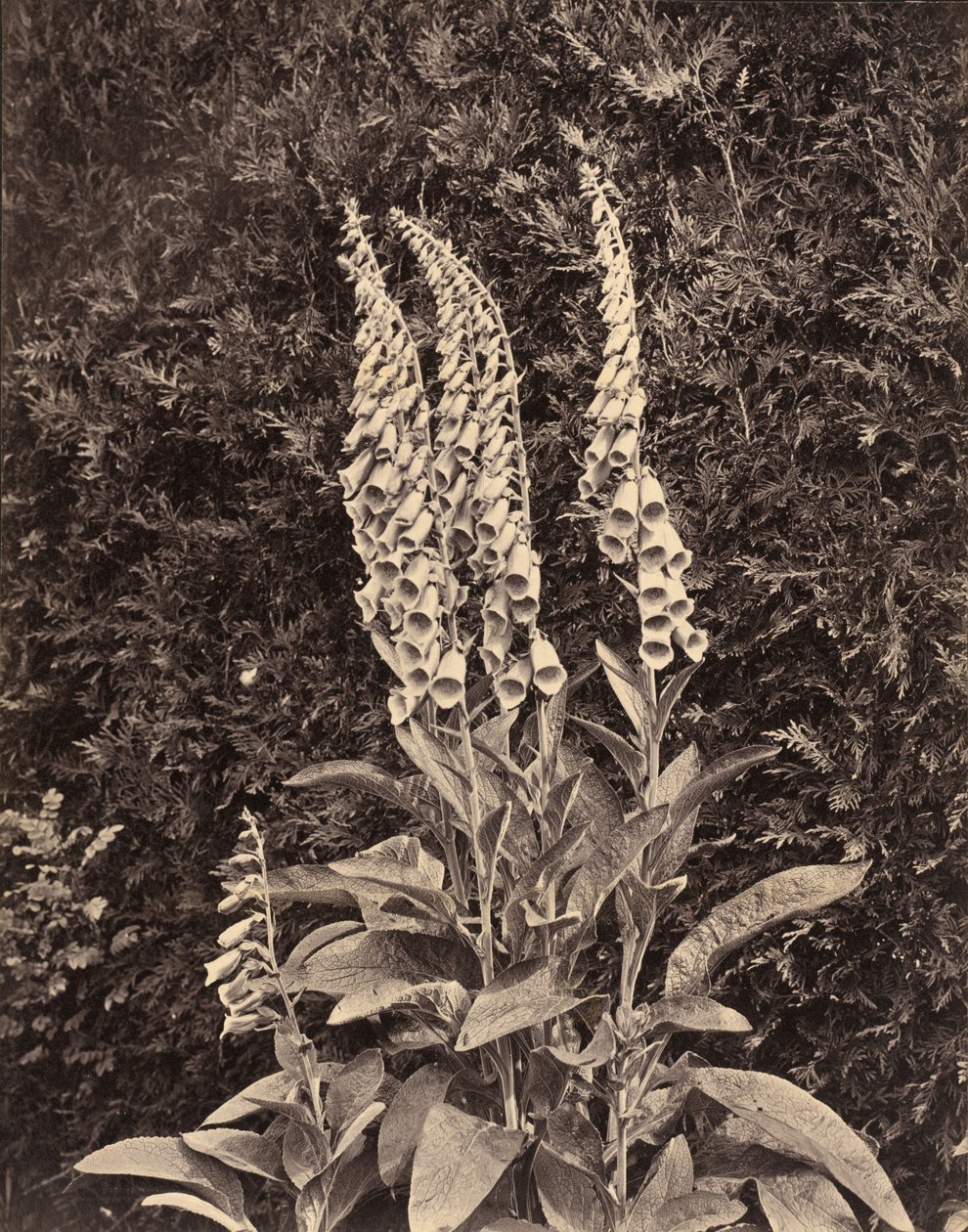 Dedaleira, c. 1860s (foto) de Frank Mason Good