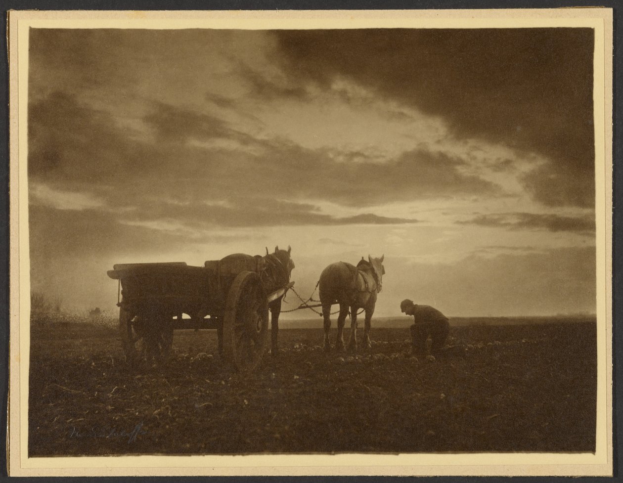 Entre os nabos de Frank Meadow Sutcliffe