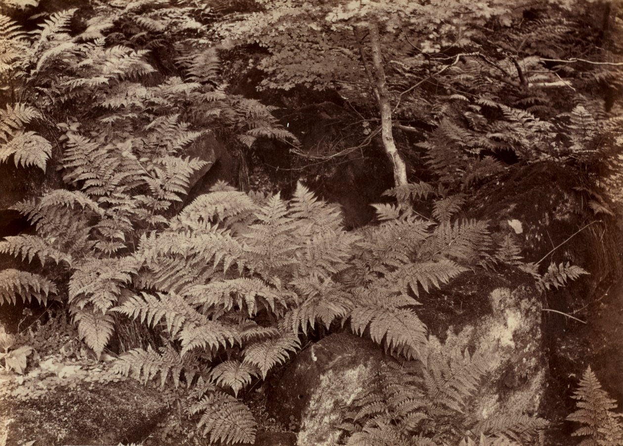 Sem título (estudo de samambaia) de Frank Meadow Sutcliffe
