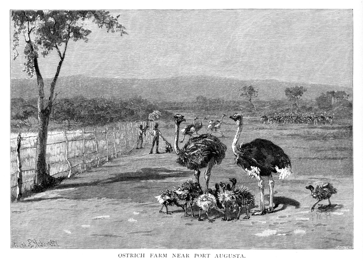 Fazenda de avestruz perto de Port Augusta, Austrália Meridional, 1886 de Frank P. Mahony