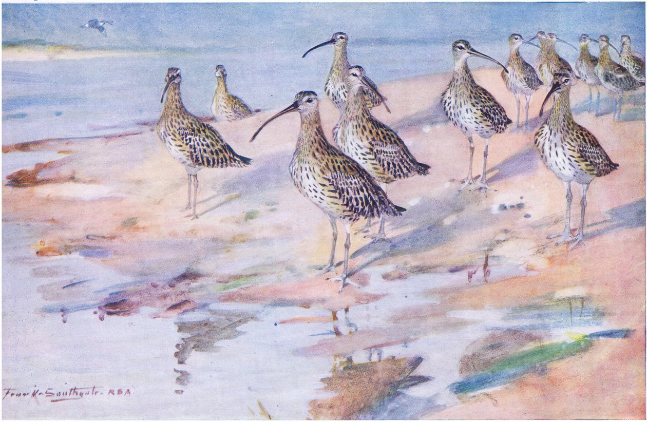 Caracóis em Blakeney Point (litho) de Frank Southgate