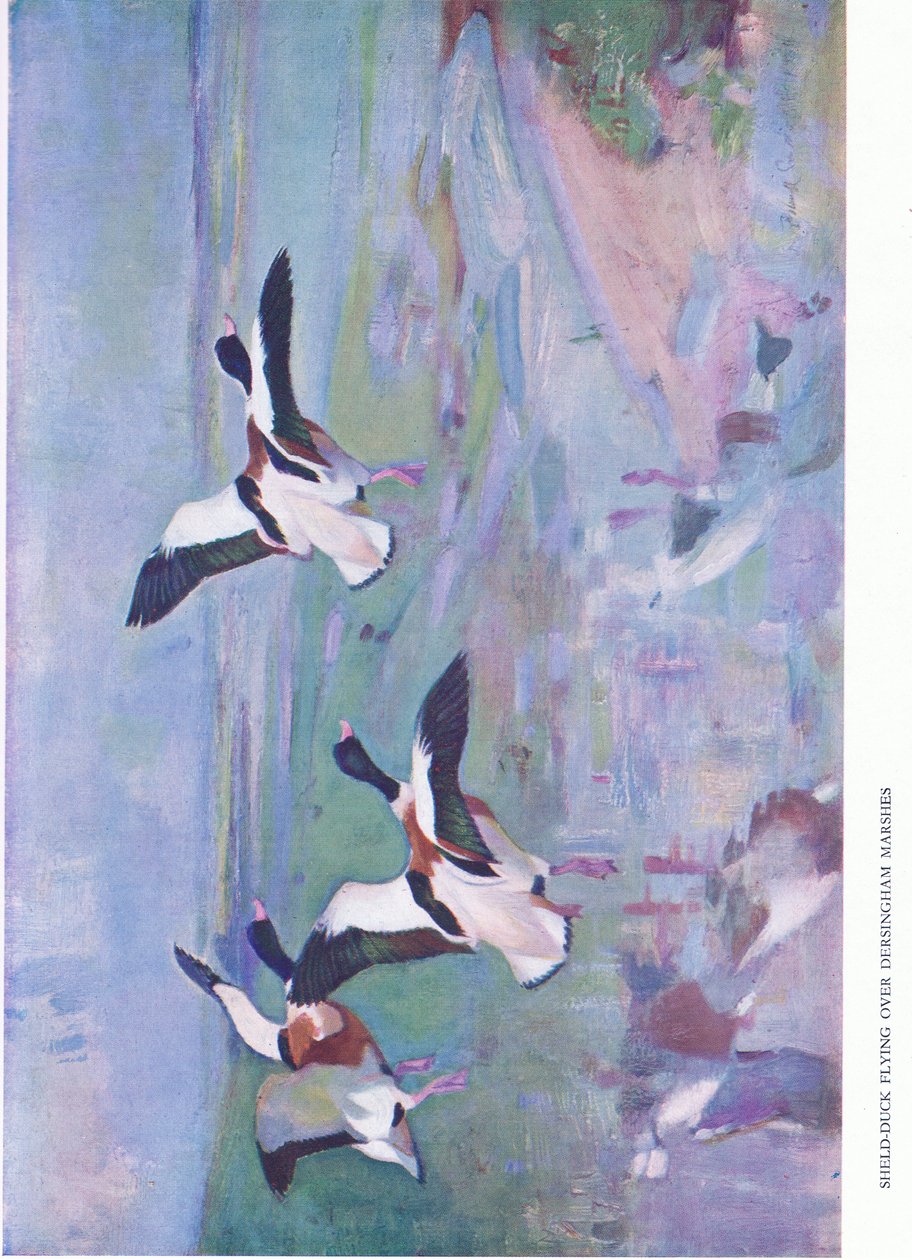 Sheld Duck sobrevoando Dersingham Marshes de Frank Southgate