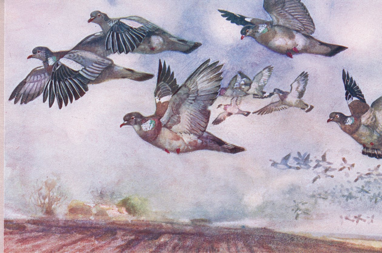 Pombos de madeira em voo, ilustração de Wild Nature & Country Life, publicada por Hodder & Stoughton, c.1910 de Frank Southgate