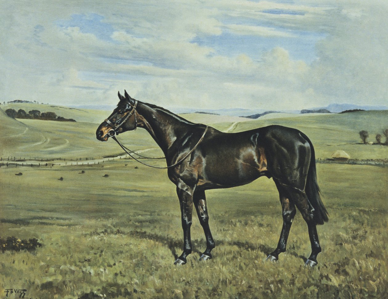 "Drimore Lad de Franklin Brooke Voss