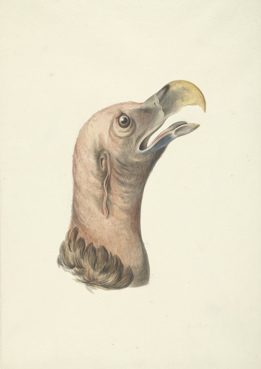 Cabeça de abutre orelhudo (Otogyps auricularis Daud) de François Levaillant (circle of)