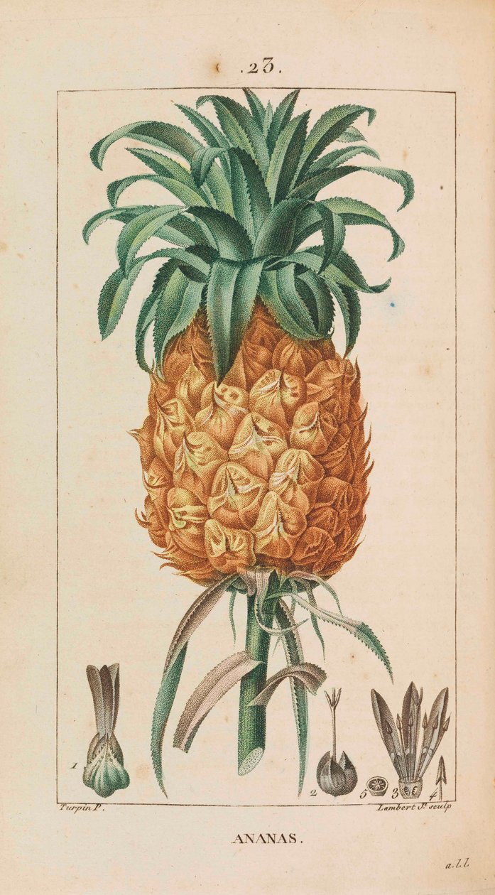 Abacaxi. Flora médica, 1814-1820. de François Pierre Chaumeton