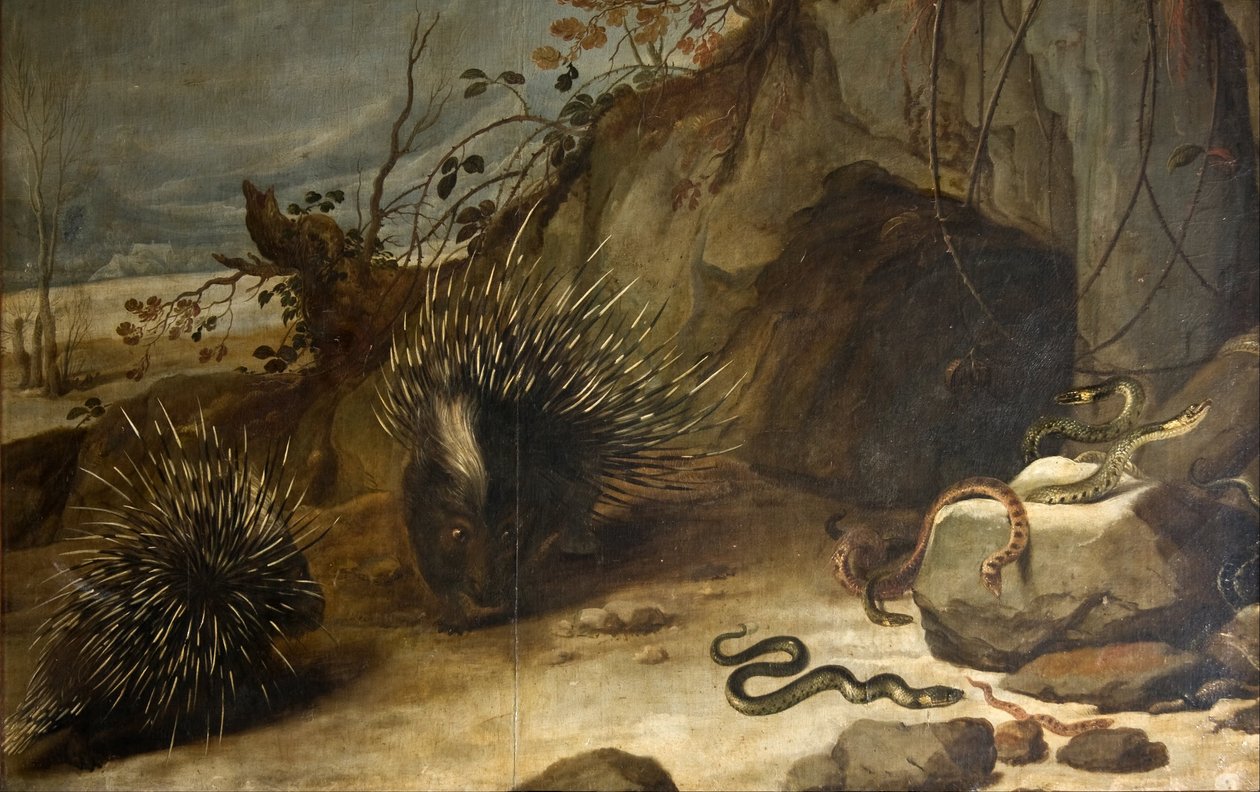 Porcos-espinhos e víboras de Frans Snyders or Snijders