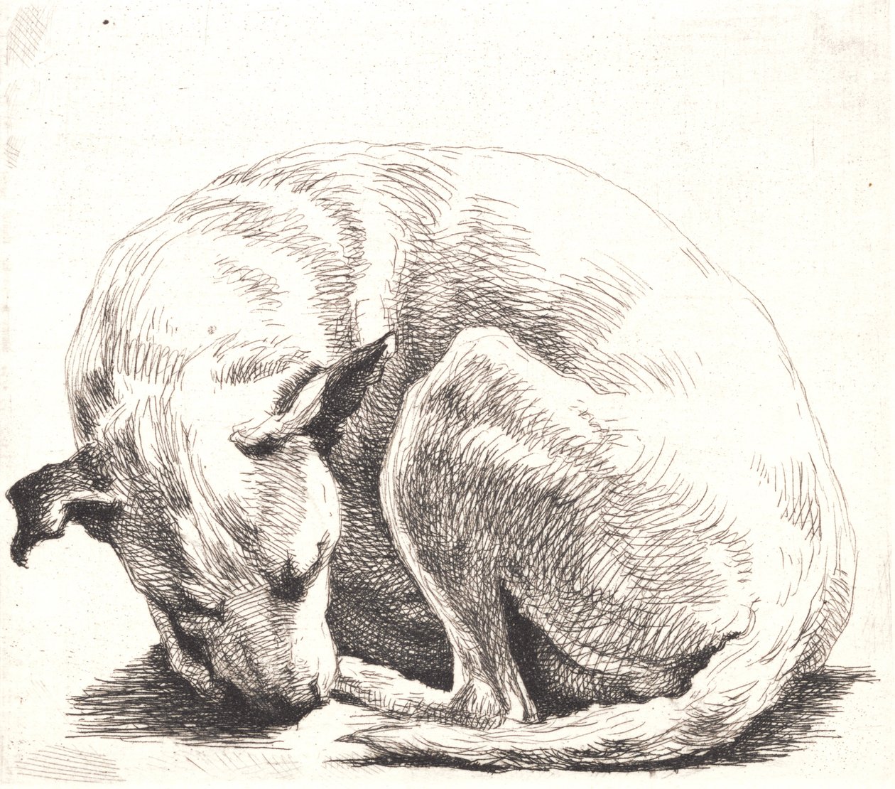 Prato de amostra: um cachorro de Frans Schwartz