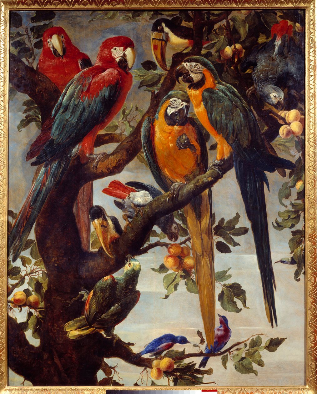 Papagaios e outras aves Pintura por Frans Snyders (1579-1657) Sol do século XVII. 1,22x0,98 m Grenoble, Musee des Beaux Arts de Frans Snyders