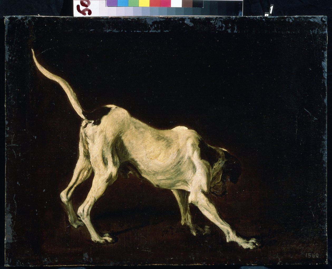 Cão (um cão). Pintura de Frans Snyders (1579-1657). Óleo sobre tela de Frans Snyders or Snijders