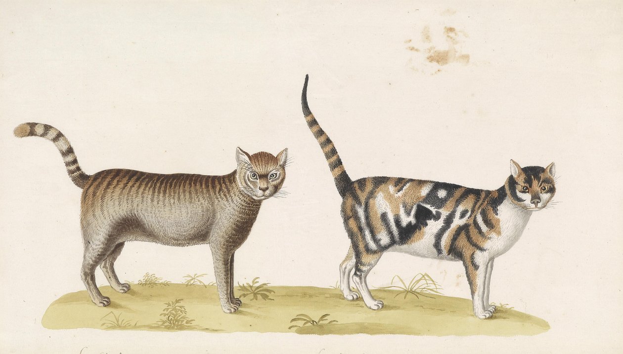 Gato selvagem, gato doméstico de Franz Anton von Scheidel