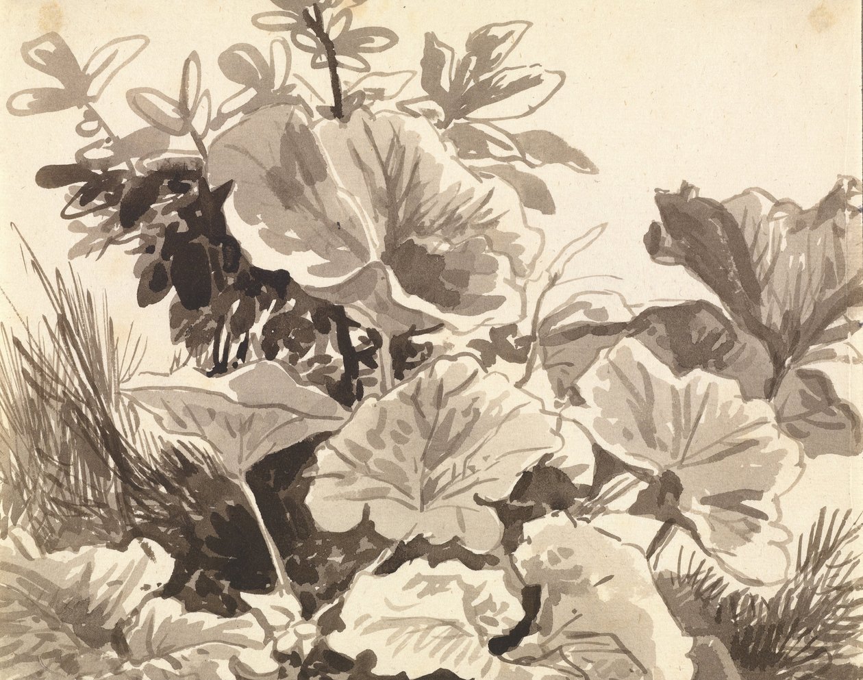 Estudo das Folhas de Coltsfoot de Franz Innocenz Kobell