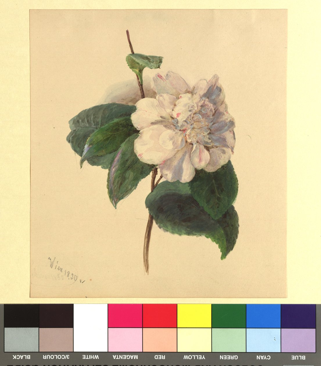 Aguarela de flores de Franz Alt