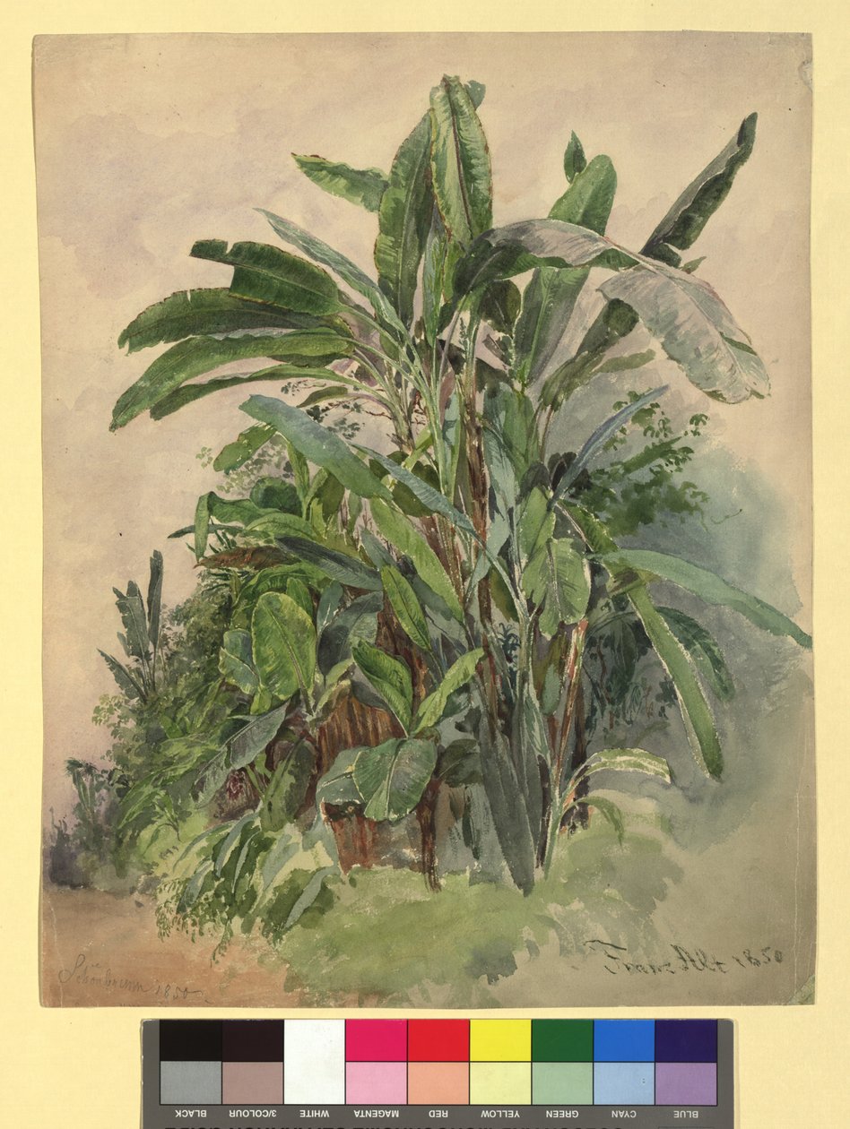 Schönbrunn - Estudo de plantas de Franz Alt