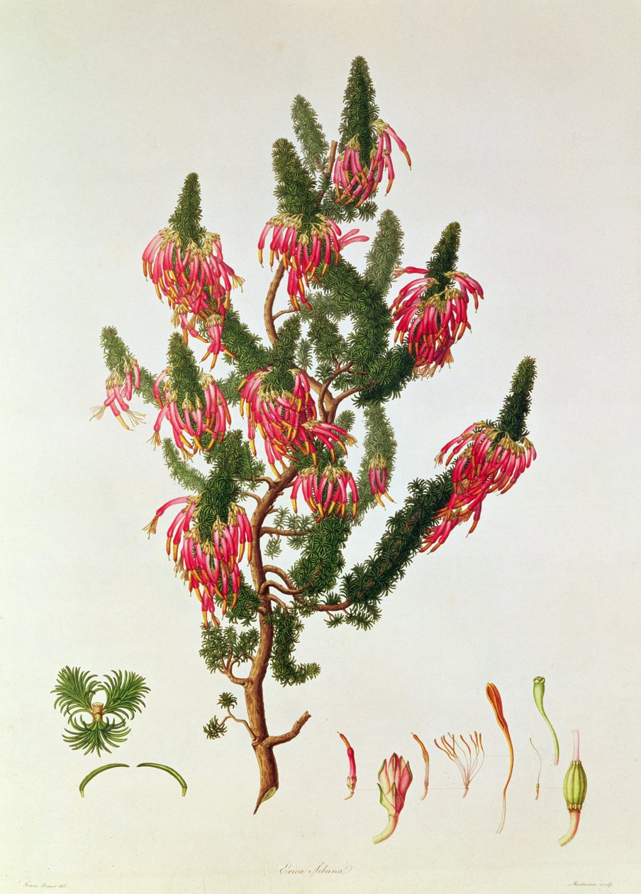 Urze, Erica sebana, gravada por Mackenzie de Franz Andreas Bauer