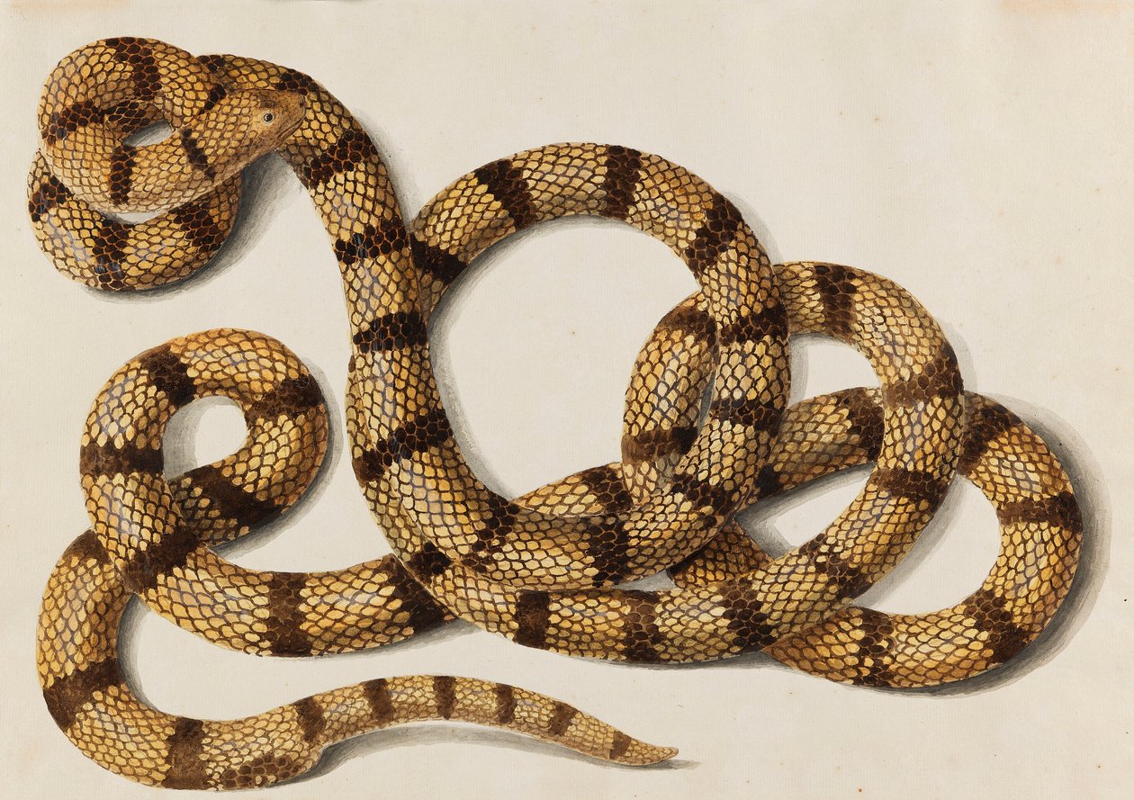 Serpente, 1770-1780s. de Franz Anton von Scheidel