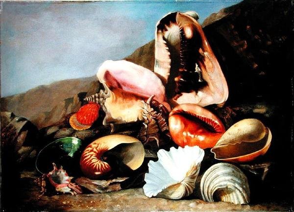 Natureza morta das conchas (óleo sobre tela) de Franz Anton von Scheidel