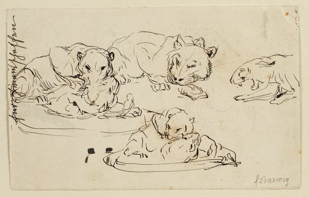 Sundapanthers Rosnando de Franz Barwig d. Ä.