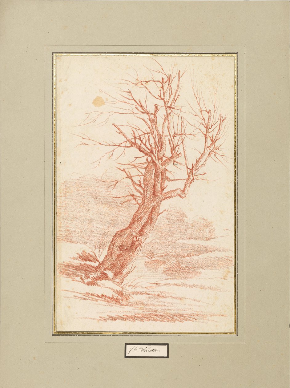 Estudo de árvores de Franz Edmund Weirotter