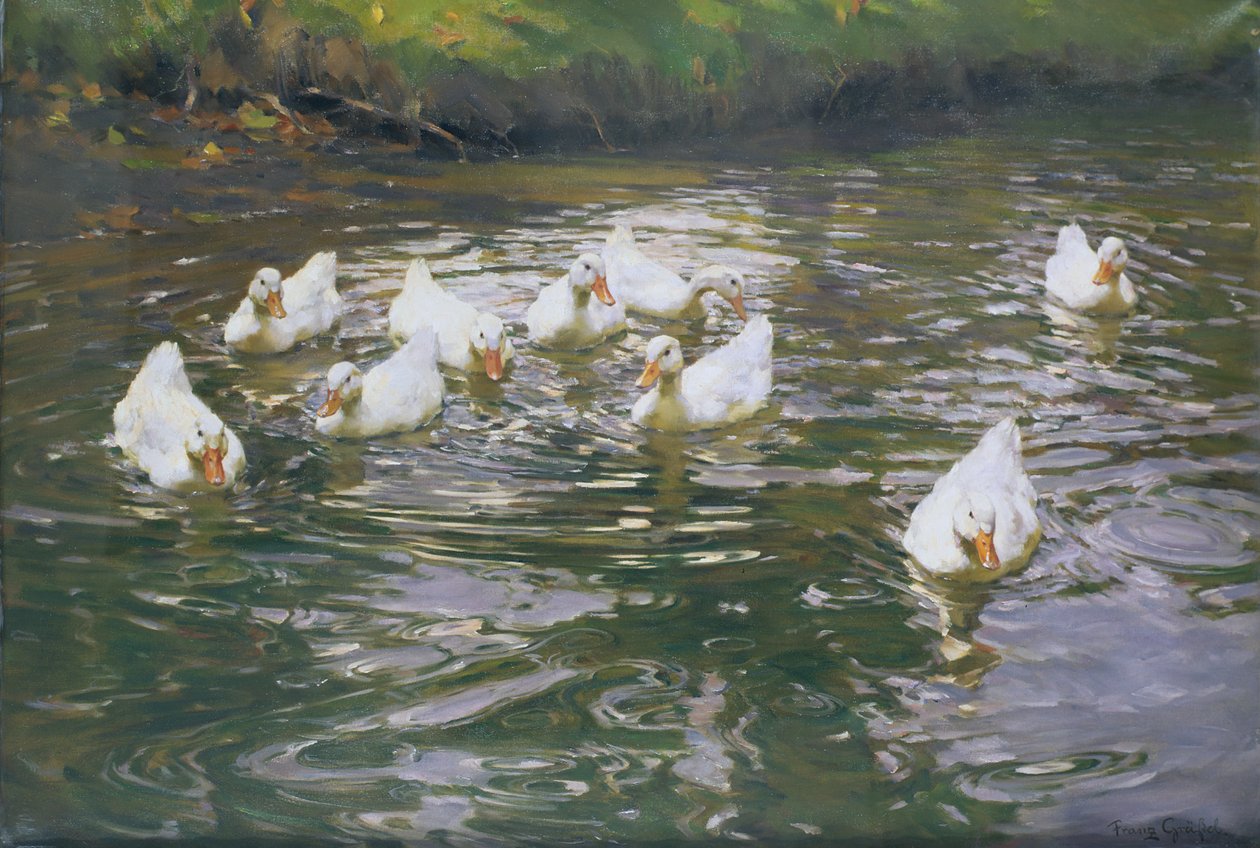 Patos brancos na água de Franz Grassel